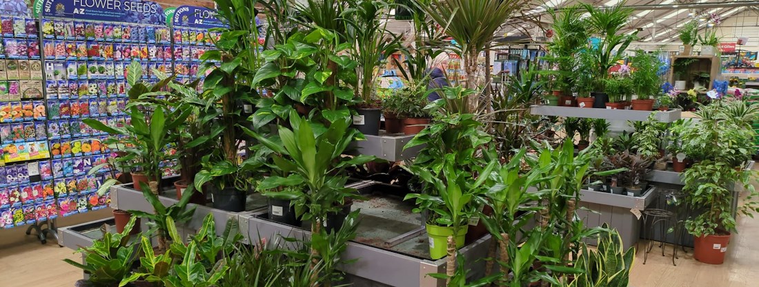 Longacres Bybrook Barn houseplant department