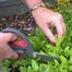 Kent & Stowe Garden Scissors (70100565) Alternative Image