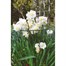 Gardman Conical Plant Support Ring - 48cm (07469) Alternative Image