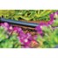 Hozelock 25m Supply Hose (2764) Alternative Image