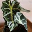 Alocasia Amazonica Polly Houseplant Alternative Image