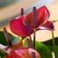 Anthurium Purple Houseplant Alternative Image