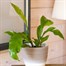 Asplenium Nidis Houseplant Alternative Image