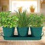 Bee Friends Trio of Herbs Classic Kitchen Gift Grow Set (151180) Alternative Image