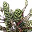 Calathea Makoyana Houseplant Alternative Image