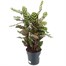 Calathea Makoyana Houseplant Alternative Image