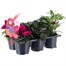 Carry Home Pack - Autumn Magic Velvet Brocade - 6 x 10.5cm Pot Bedding Alternative Image