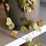 Ceropegia Woodii Houseplant Alternative Image