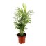 Chamaedorea Elegans Parlour Palm Houseplant Alternative Image