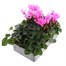Cyclamen Rose 6 Pack Boxed Bedding Alternative Image
