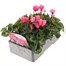 Cyclamen Salmon 6 Pack Boxed Bedding Alternative Image