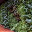 Green4Air 12 Pod Greenwall Vertical Gardening Starter Pack Alternative Image
