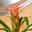 Guzmania Pink Houseplant Alternative Image