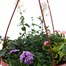 Mixed Variety 25cm Seasonal Hanging Pot Bedding Basket - Summer Alternative Image