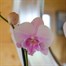 Orchid Pink Houseplant - 12cm Pot Alternative Image