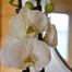 Orchid White Houseplant - 12cm Pot Alternative Image