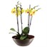 Orchids In Gold Orchid Boat Houseplant Alternative Image