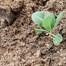 Strulch Organic Wheat Straw Mulch 100L Alternative Image