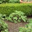 Strulch Organic Wheat Straw Mulch 100L Alternative Image