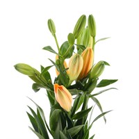 Asiatic Lily (x 3 Individual Stems) - Orange