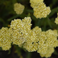 Achillea Sunny Seduction Perennial Plant 2L Pot - Set of 3
