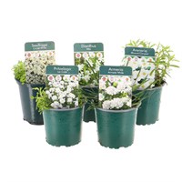 Alpine Plants 9cm - Set of 5 - White