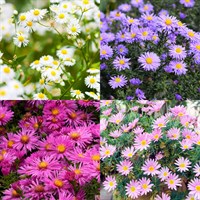 Aster Perennial Set - Mixed Colours - 6 x 9cm Pots
