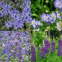 Blue/Purple Perennial Set - Mixed Varieties - 6 x 9cm Pots