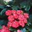 Crataegus 'Pauls Scarlet' Tree